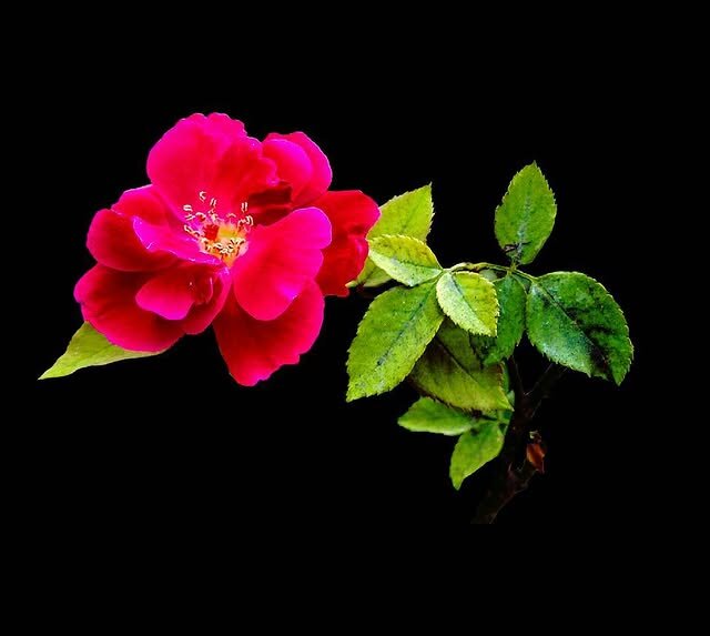 Roses are red