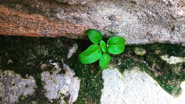 Life always finds a way