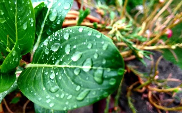 After the rain